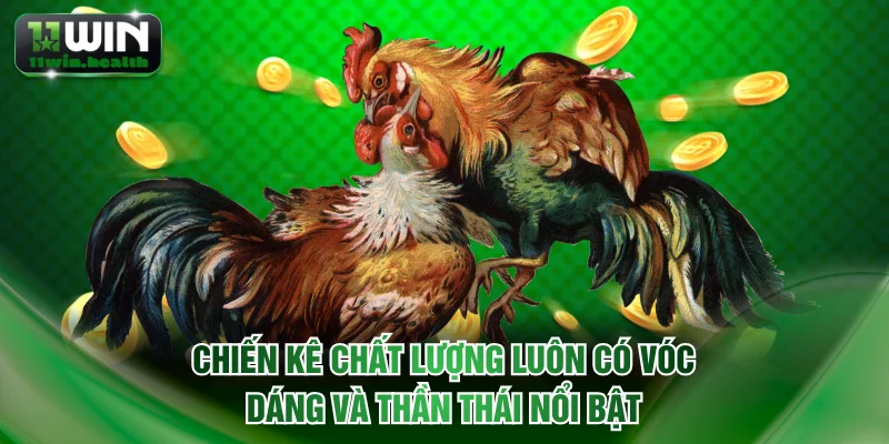 Đá Gà Tre | Luật Thi Đấu Chuẩn Và Mẹo Chọn Chiến Kê Hay 3 Chiến kê chất lượng luôn có vóc dáng và thần thái nổi bật