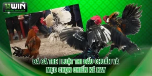 đá gà tre